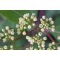 Apocynum cannabinum (Apocynaceae) - inflorescence - frontal view of flower