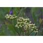 Apocynum cannabinum (Apocynaceae) - inflorescence - whole - unspecified