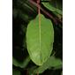 Apocynum cannabinum (Apocynaceae) - leaf - on upper stem