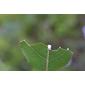 Apocynum cannabinum (Apocynaceae) - leaf - unspecified
