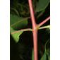 Apocynum cannabinum (Apocynaceae) - stem - showing leaf bases